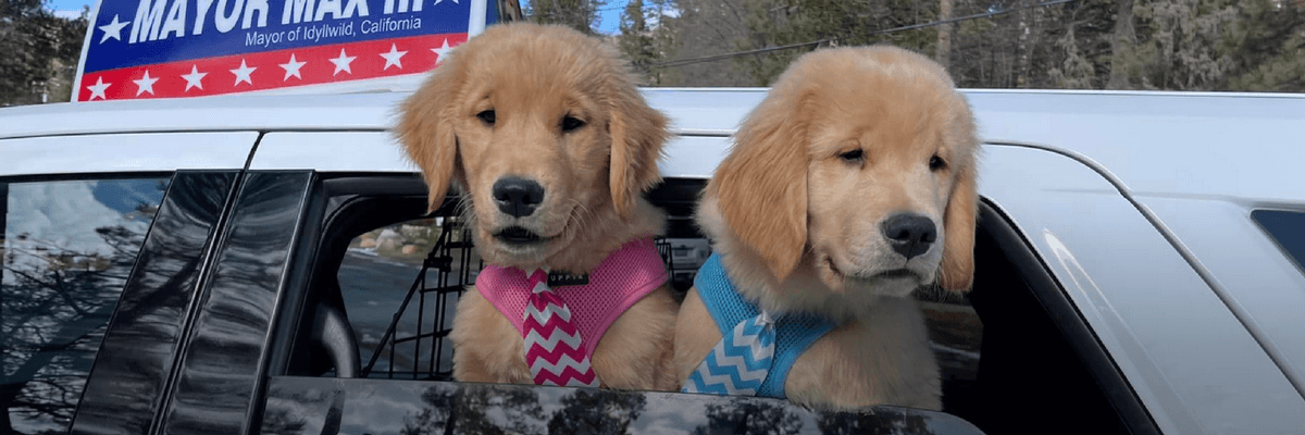 Dog Mayor Max lll and Deputy Mayor Meadow greet residents of Idyllwild, CA. I