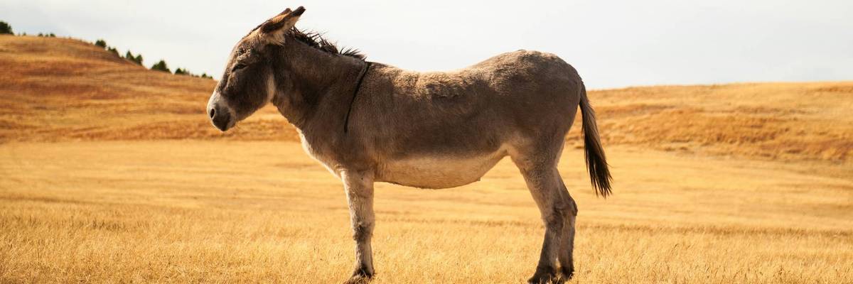 Donkey