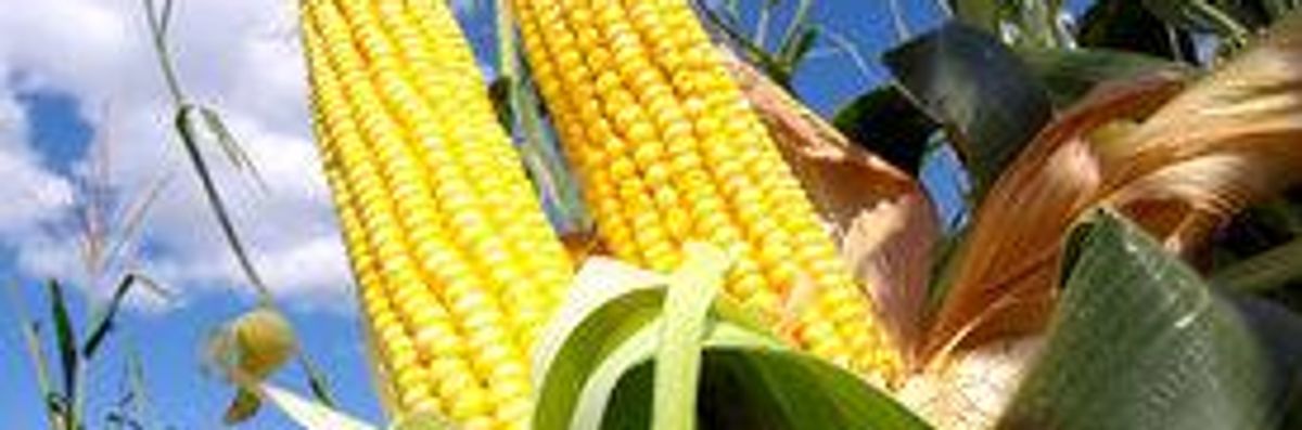 EPA Paves Pathway for 'Agent Orange' GM Corn