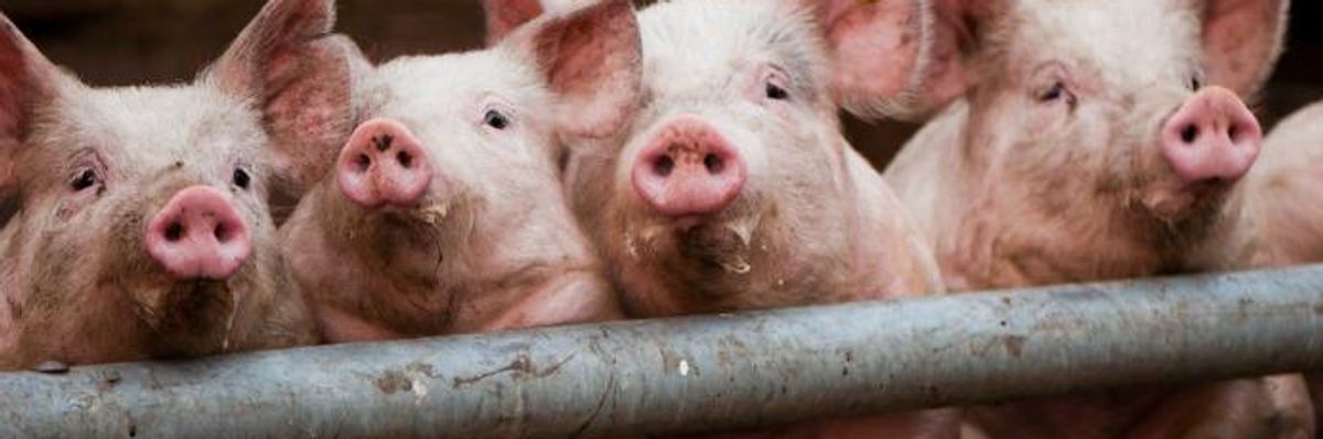 50+ Groups Back Landmark Effort to Halt 'Out of Control' Factory Farming in Iowa