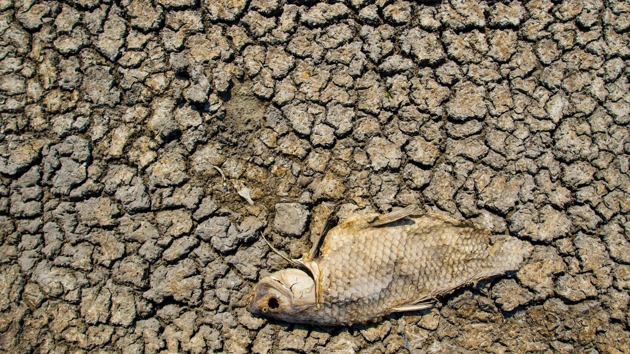 drought_fish