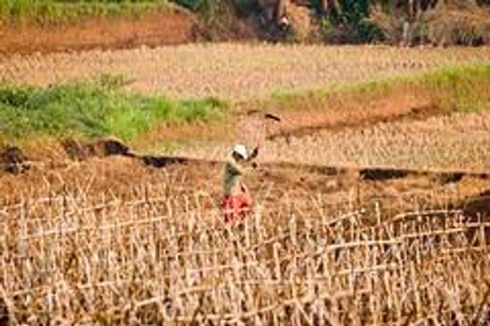 Dry Fields, Drought in Bogor Regency