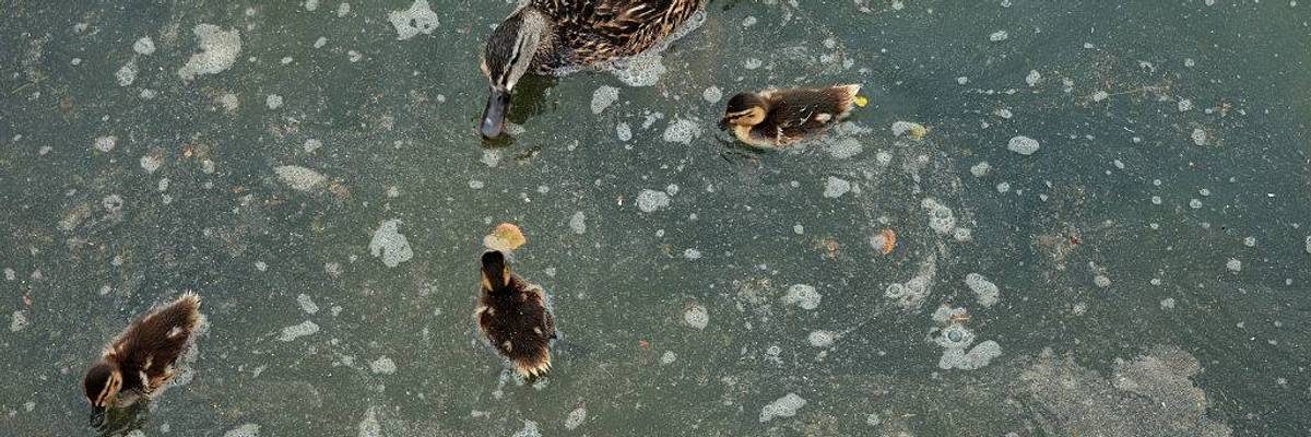 Duck and ducklings swim in algae-invested Reflecting Pool.