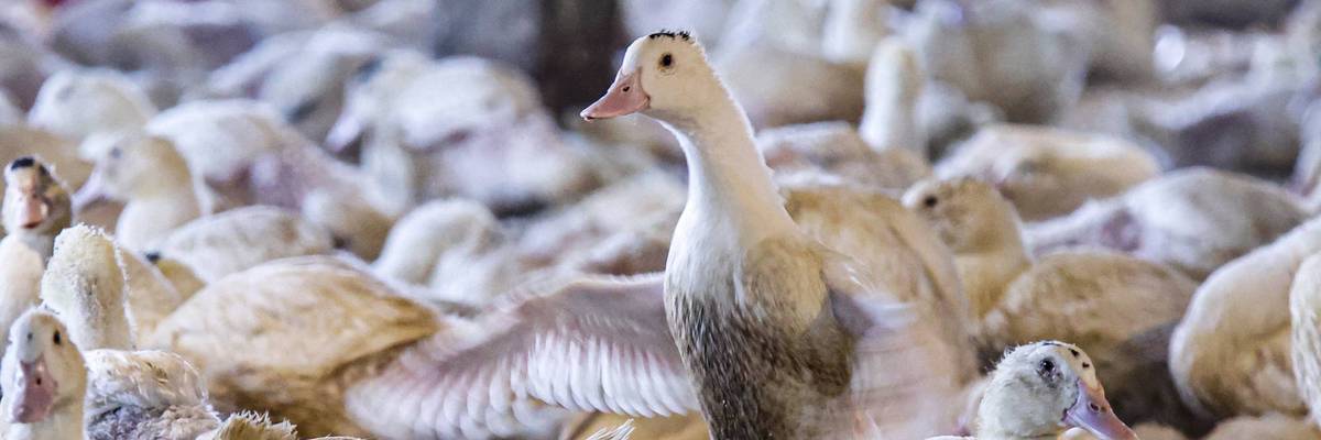 Ducks at a Foie Gras farm