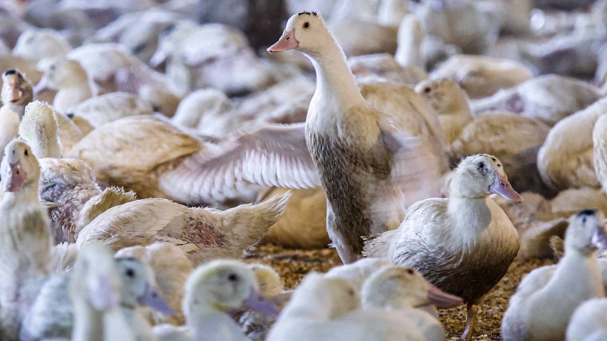 Ducks at a Foie Gras farm