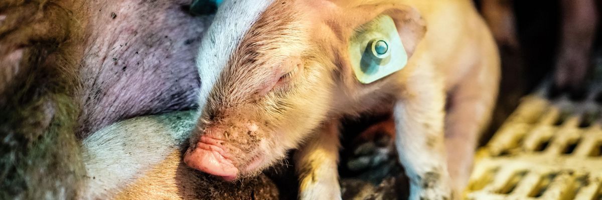 The FBI's Hunt for Two Missing Piglets Reveals the Federal Cover-Up of Barbaric Factory Farms