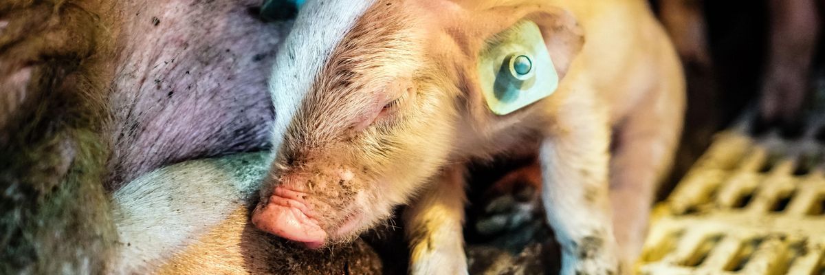 The FBI's Hunt for Two Missing Piglets Reveals the Federal Cover-Up of Barbaric Factory Farms