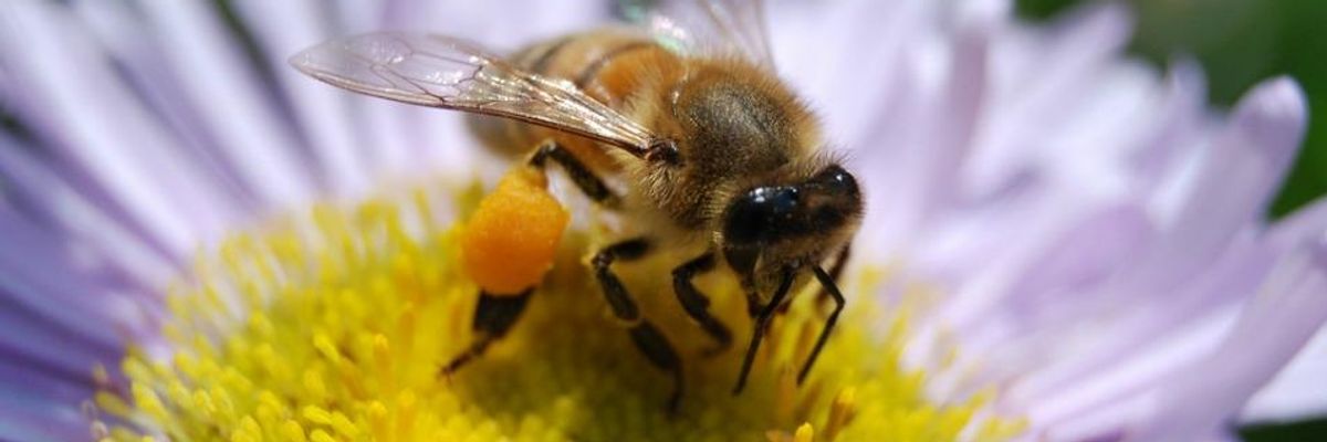 World Honey Bee Day-Another Reminder that 40% of Insect Species Now Threatened With Extinction