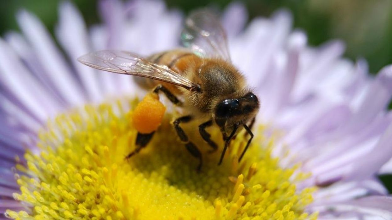 World Honey Bee Day-Another Reminder that 40% of Insect Species Now Threatened With Extinction