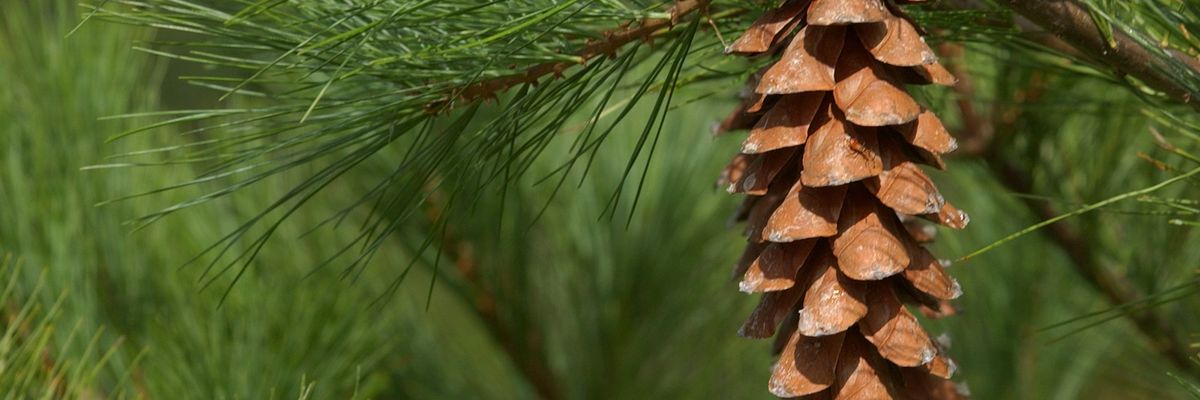 Eastern white pine cone on a tree