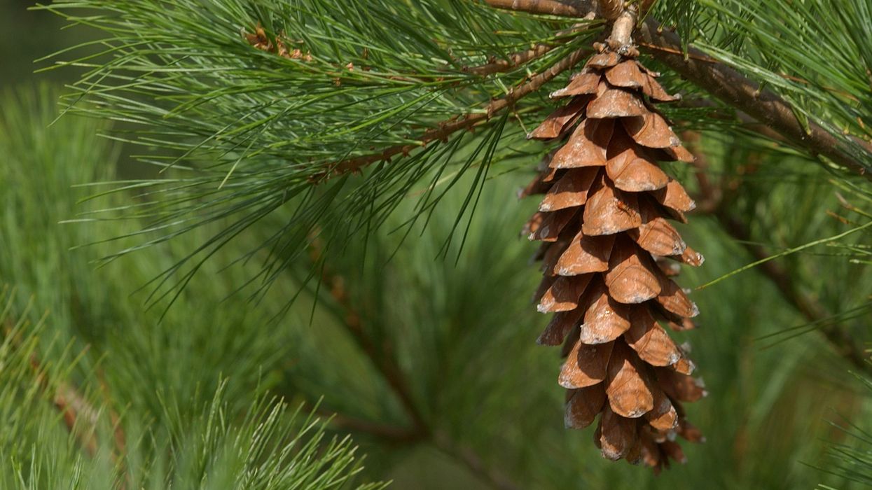 Eastern white pine cone on a tree