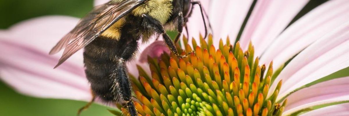 Beyond Neonics: New Study Shows Glyphosate Also Major Threat to World's Honey Bee Population