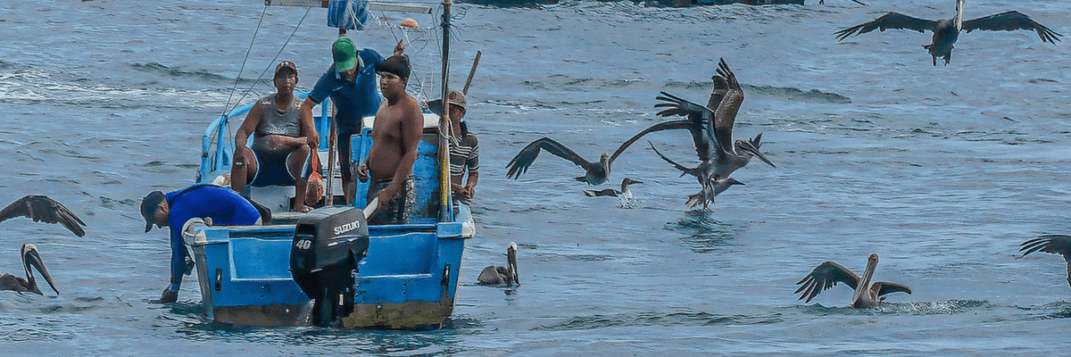 Ecuadorian fishers are see in boats with pelicans surrounding them