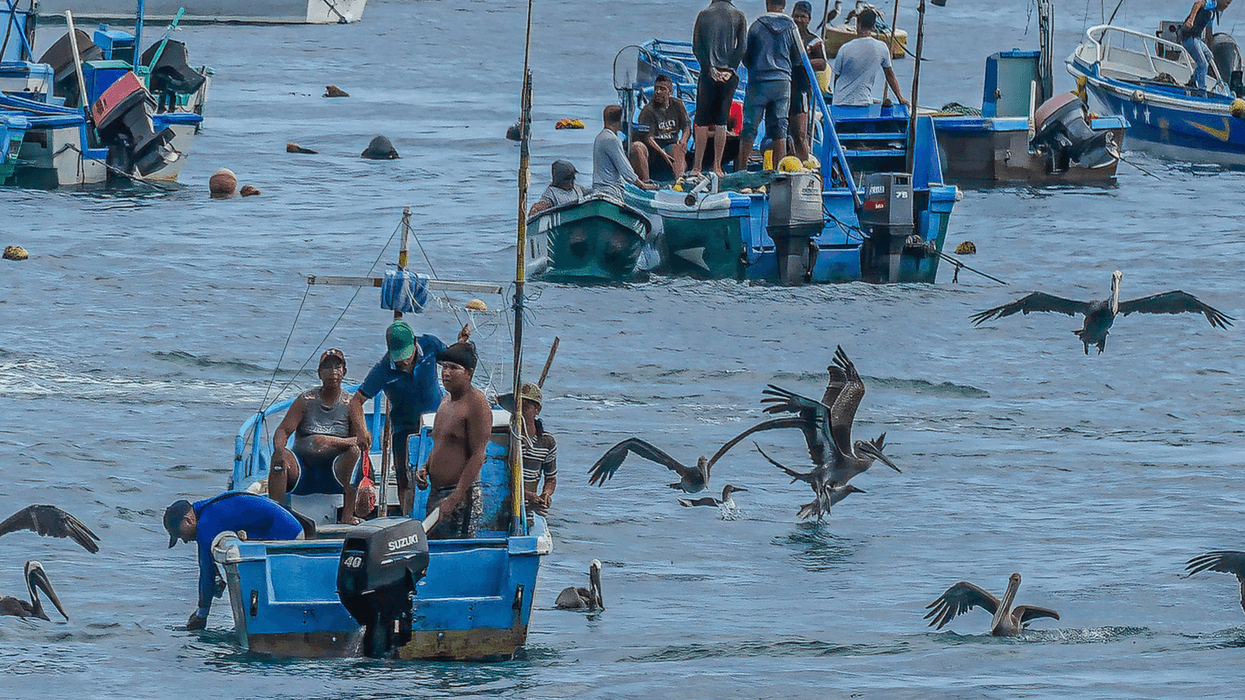 Ecuadorian fishers are see in boats with pelicans surrounding them