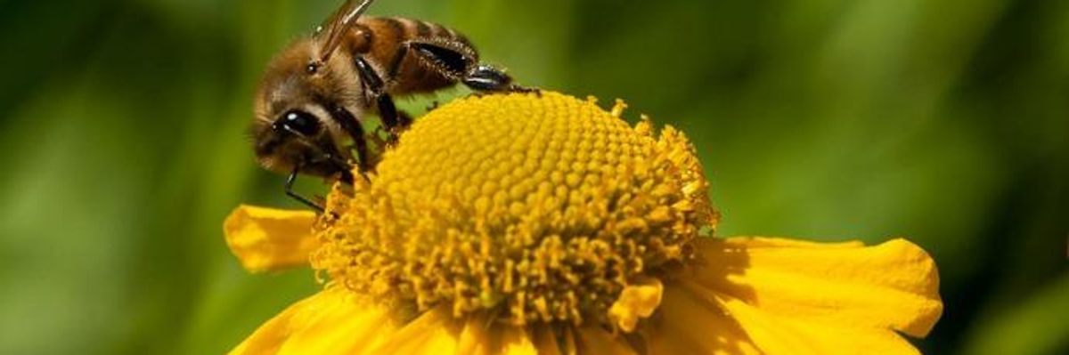 Boosting Hopes for Total Ban, EU Regulator's New Assessment Confirms Neonics' Harm to Bees