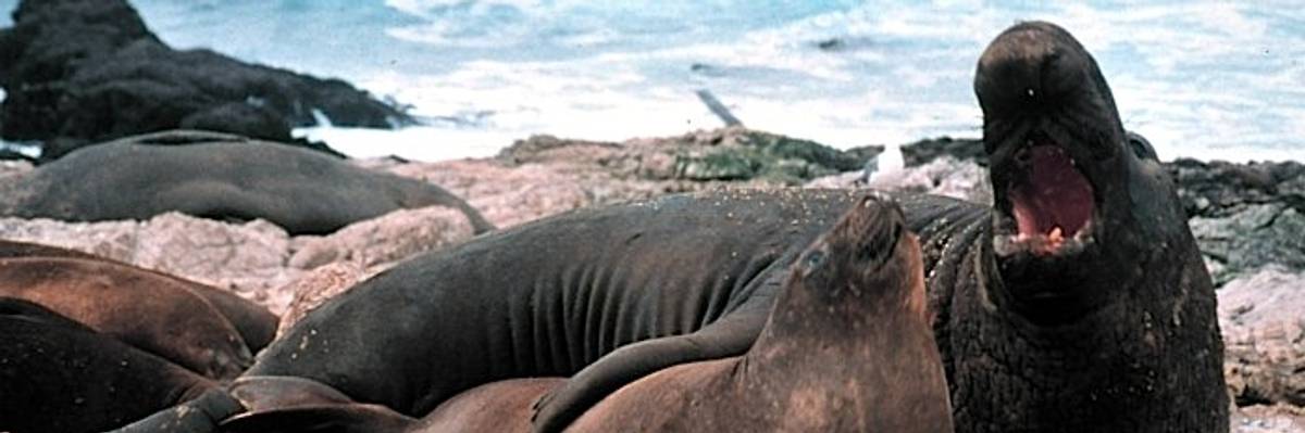 Elephant seals.