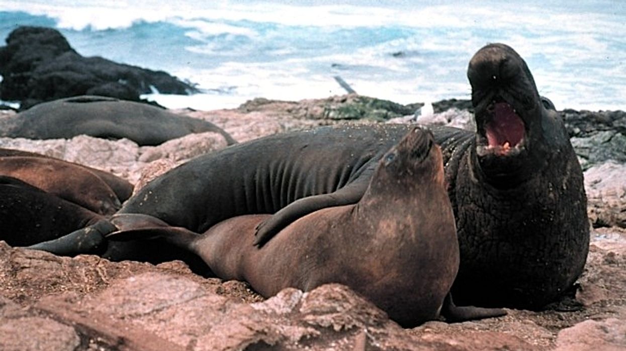 Elephant seals.