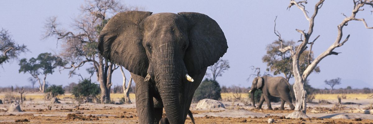Elephant standing over the carcass of a dead elephant