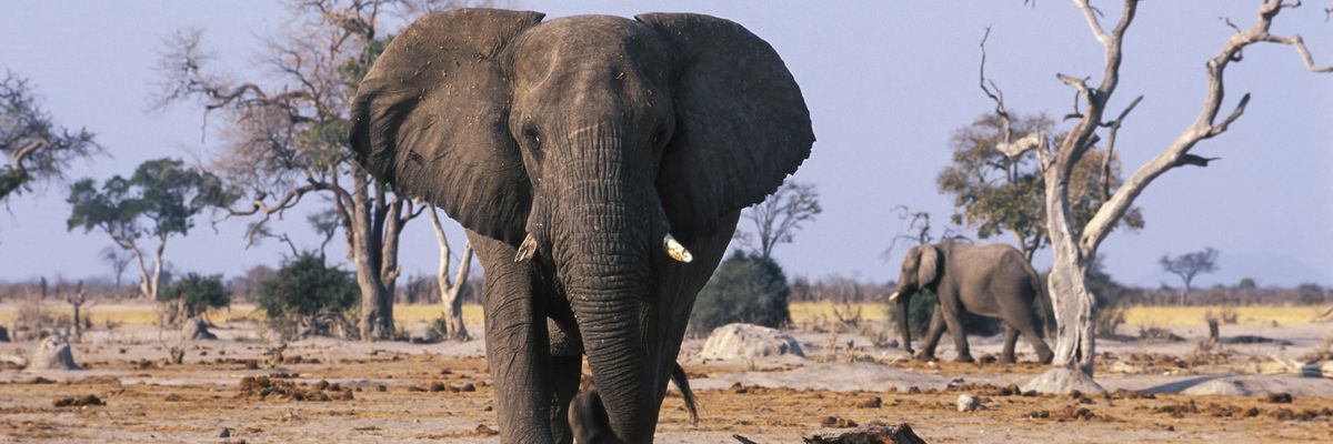 Elephant standing over the carcass of a dead elephant