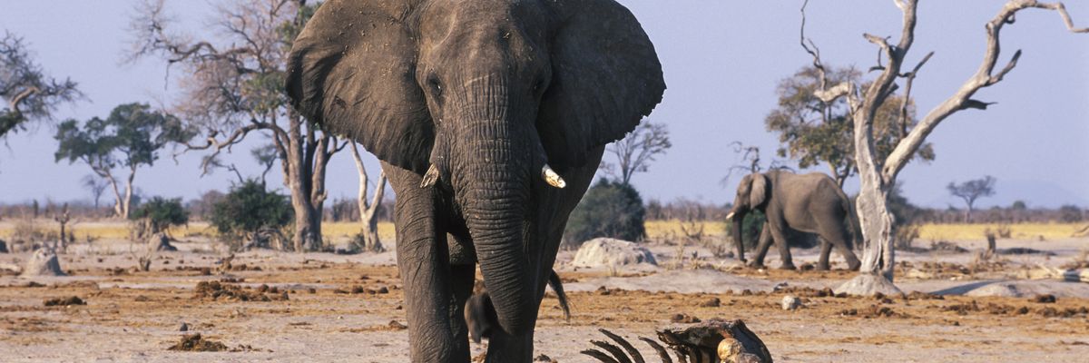 Elephant standing over the carcass of a dead elephant