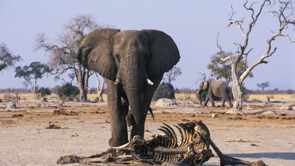 Elephant standing over the carcass of a dead elephant
