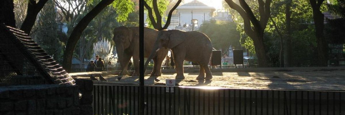 'Captivity is Degrading': Historic and Controversial Buenos Aires Zoo to Close