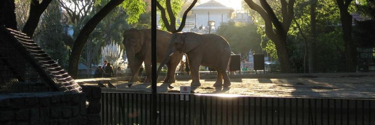 Elephants in their enclosure at the Buenos Aires city zoo