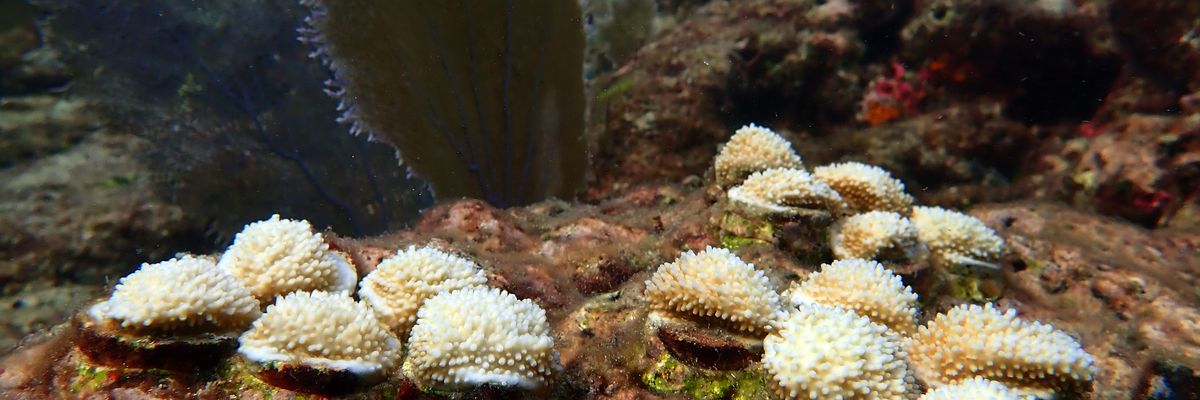 Elkhorn coral transplanted to Alligator Reef in the Florida Keys