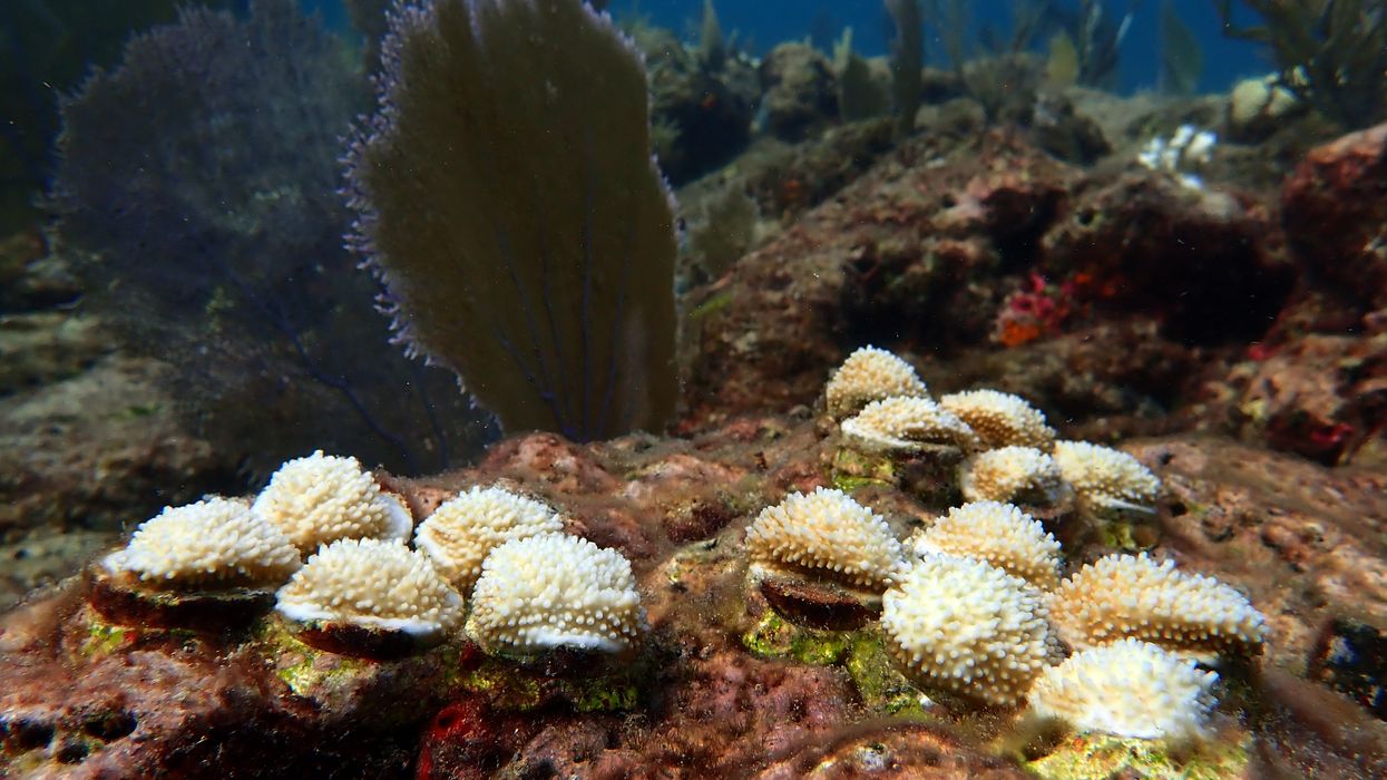 Elkhorn coral transplanted to Alligator Reef in the Florida Keys
