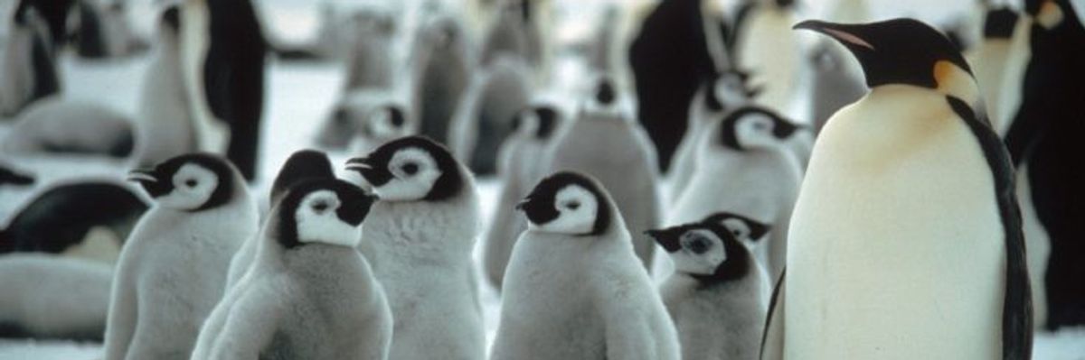 Emperor penguin chicks and adults on sea ice.