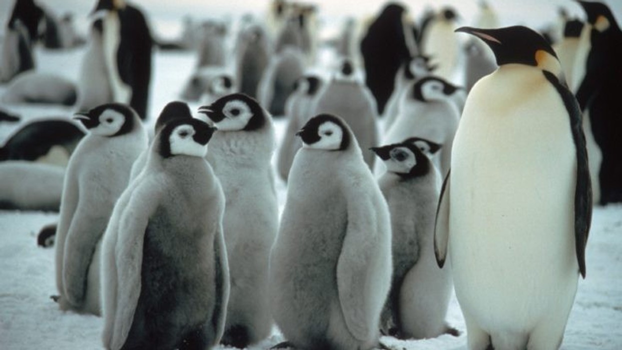 Emperor penguin chicks and adults on sea ice.