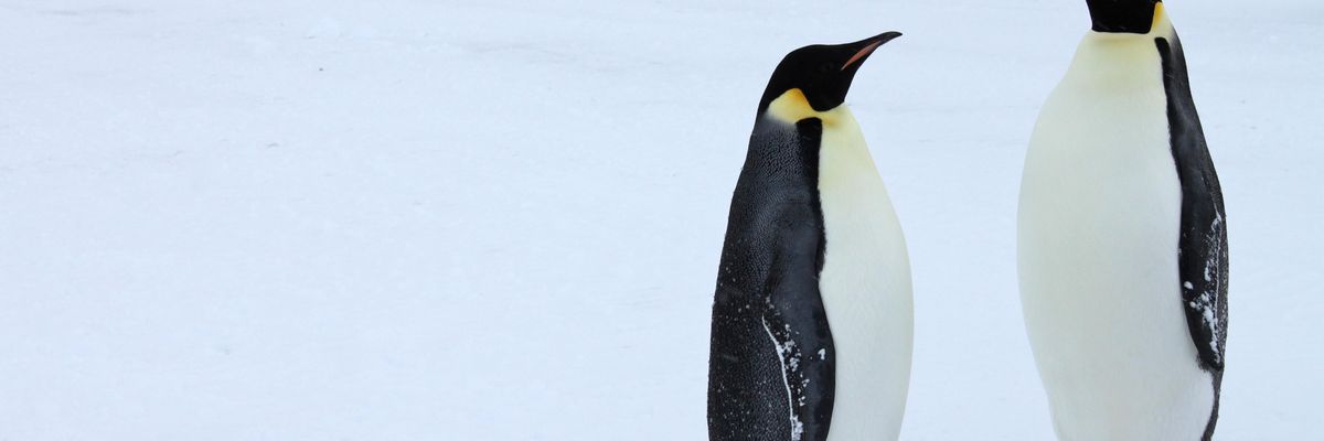 Emperor penguins