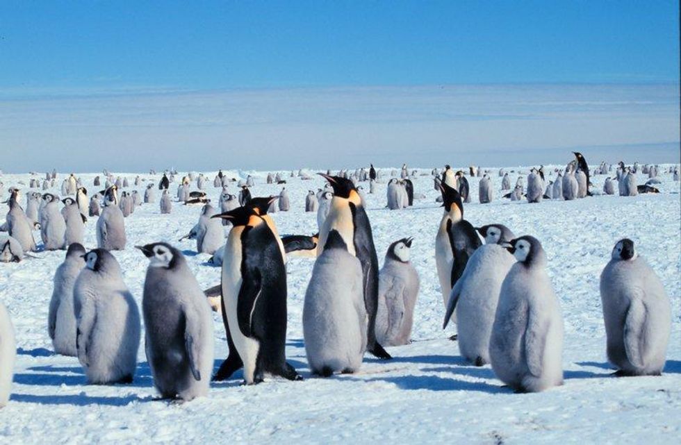 EmperorPenguins_MichaelVanWoert_NOAA.jpg