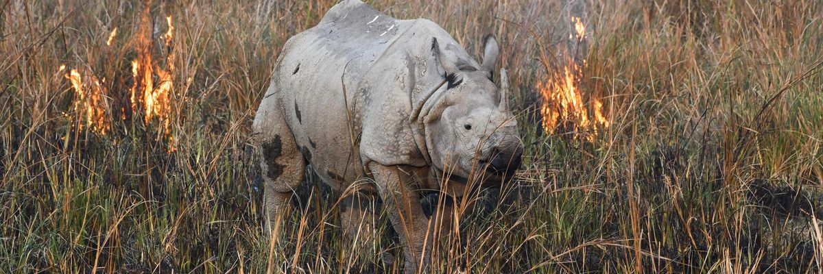 endangered_rhino