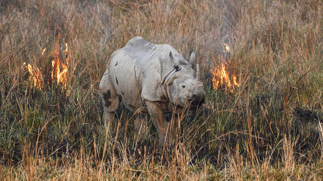 endangered_rhino