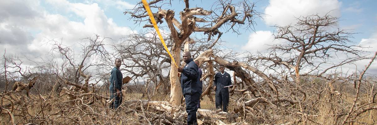 Environment technicians gather on a sample plot at the Kasigau corridor in Kenya on August 9, 2023. 