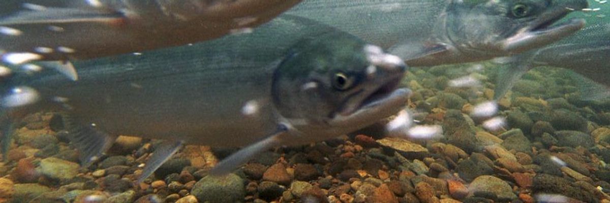 Groups Sue FDA Over 'Unlawful and Irresponsible' Approval of Frankenfish