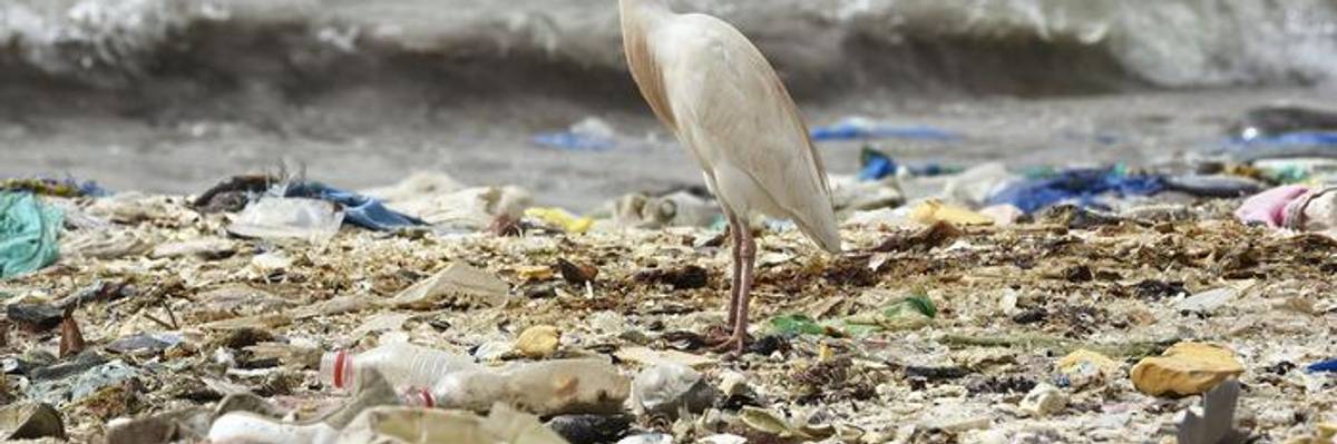 Humanity Is About to Kill 1 Million Species in a Globe-Spanning Murder-Suicide