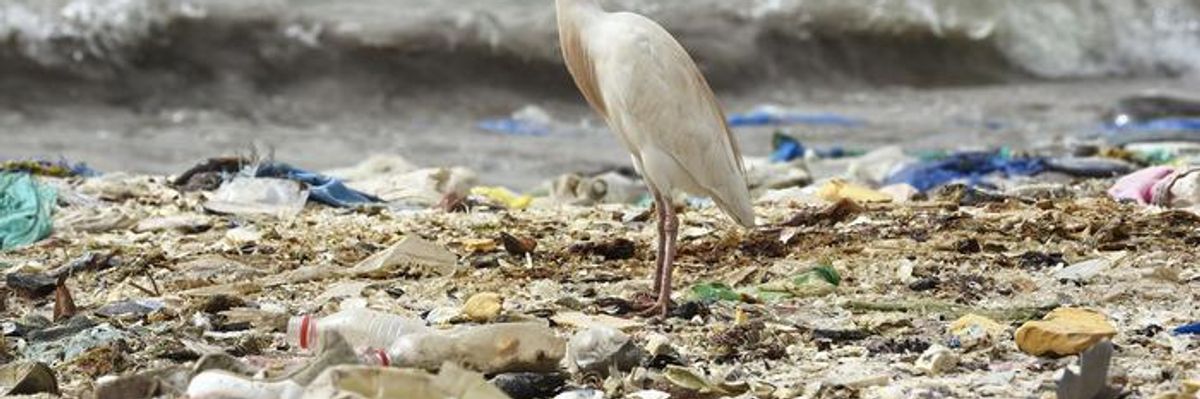 Humanity Is About to Kill 1 Million Species in a Globe-Spanning Murder-Suicide