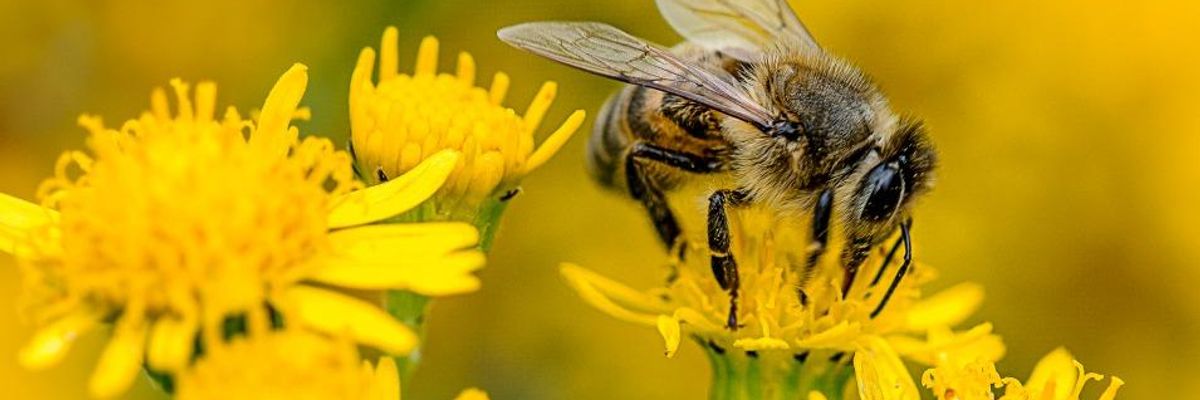 'The Bees Can't Wait': White House Plan to Save Pollinators Falls Short, Say Experts