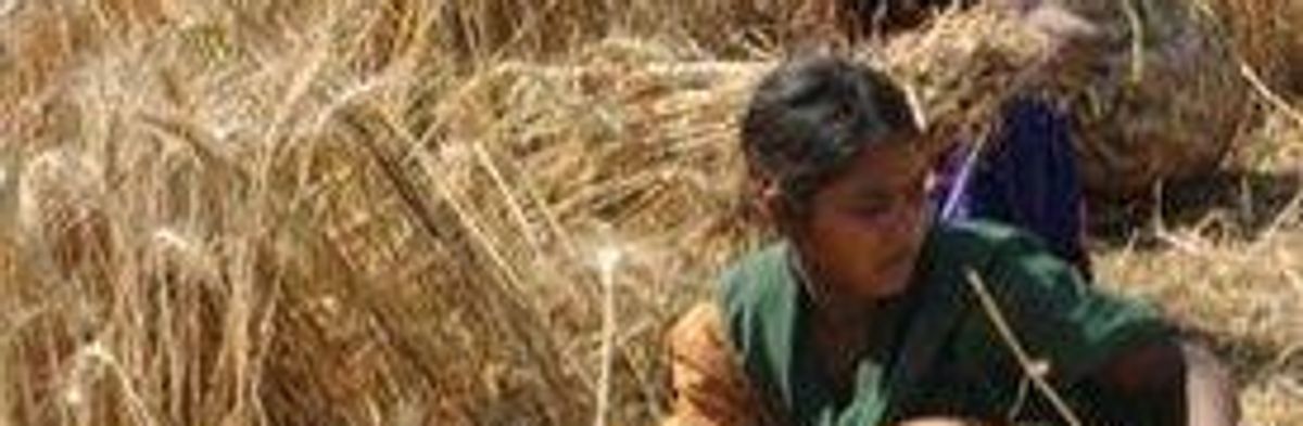 New Study: Global Warming Threatens World's Wheat Crop