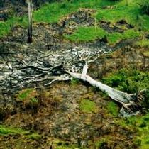 Brazilian Network Of Environmental Journalism