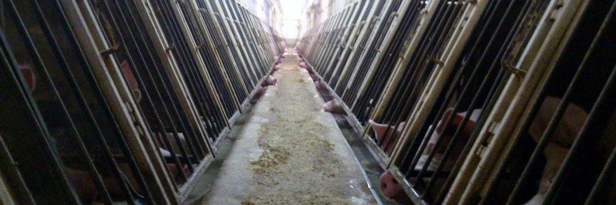 Swiss Voters to Decide on Whether to Allow Factory Farming to Continue in 'Milestone' Moment