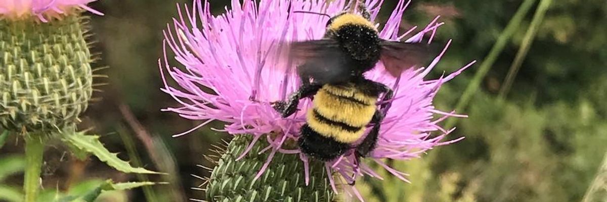 Biden Urged to 'Be the Hero' to Save American Bumblebee From Extinction