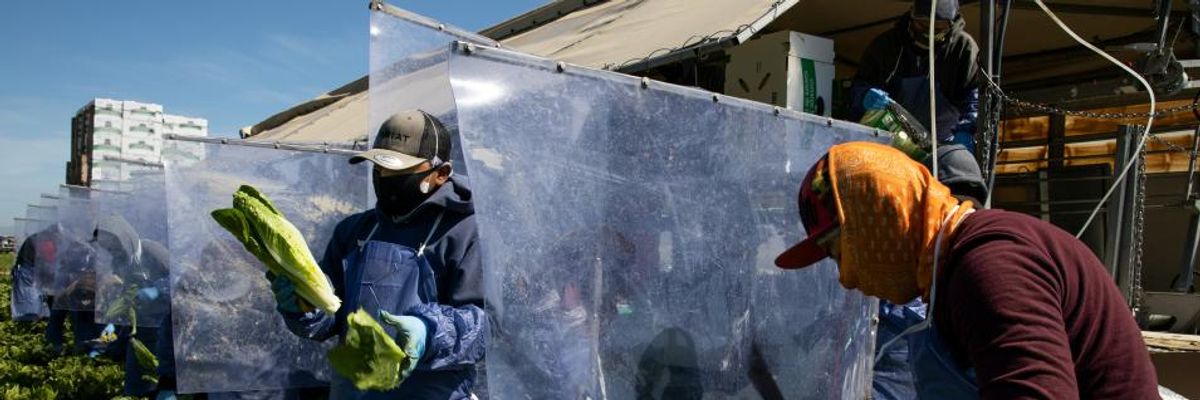 'Many Workers Will Suffer': Days After Election, Trump Quietly Freezes Wages of Farm Laborers