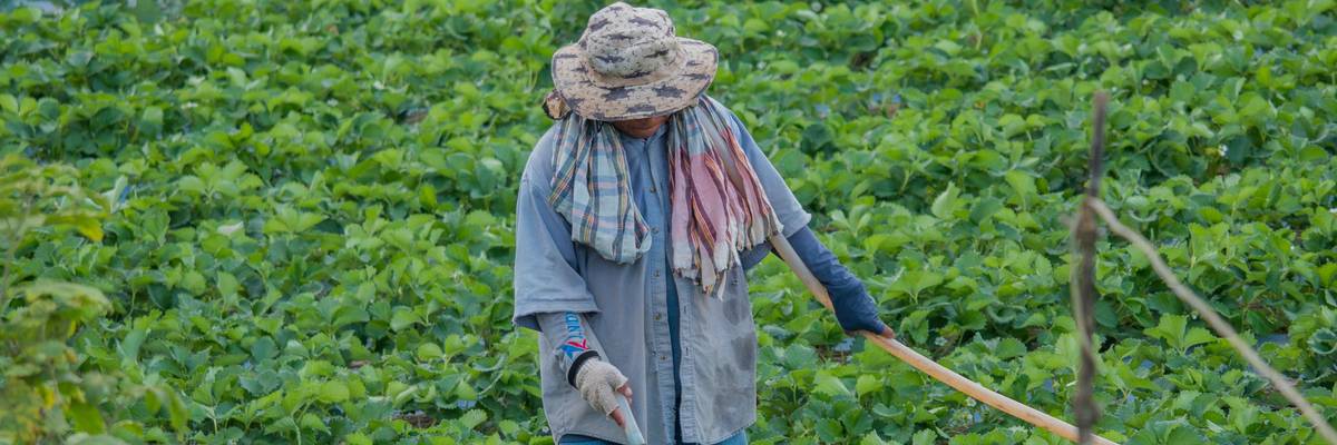 farm worker in field