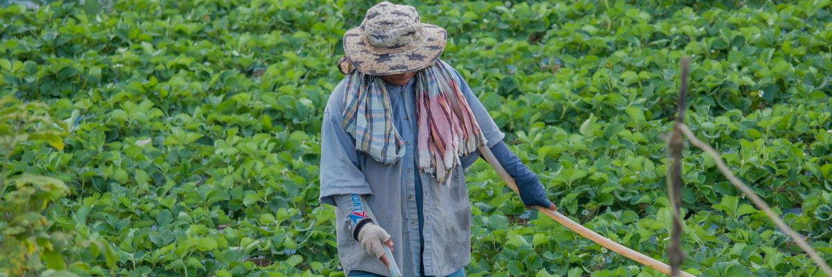 farm worker in field