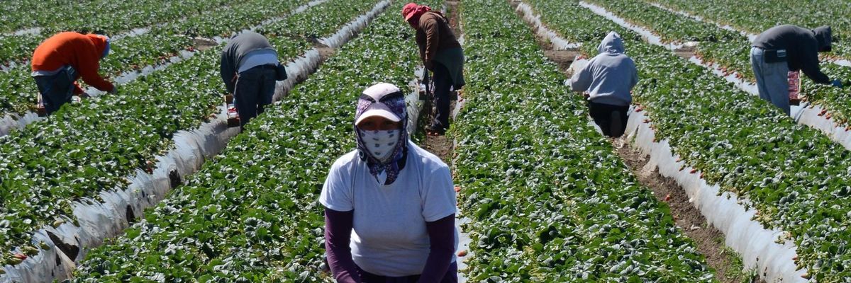 Farm workers harvest strawberries in California.