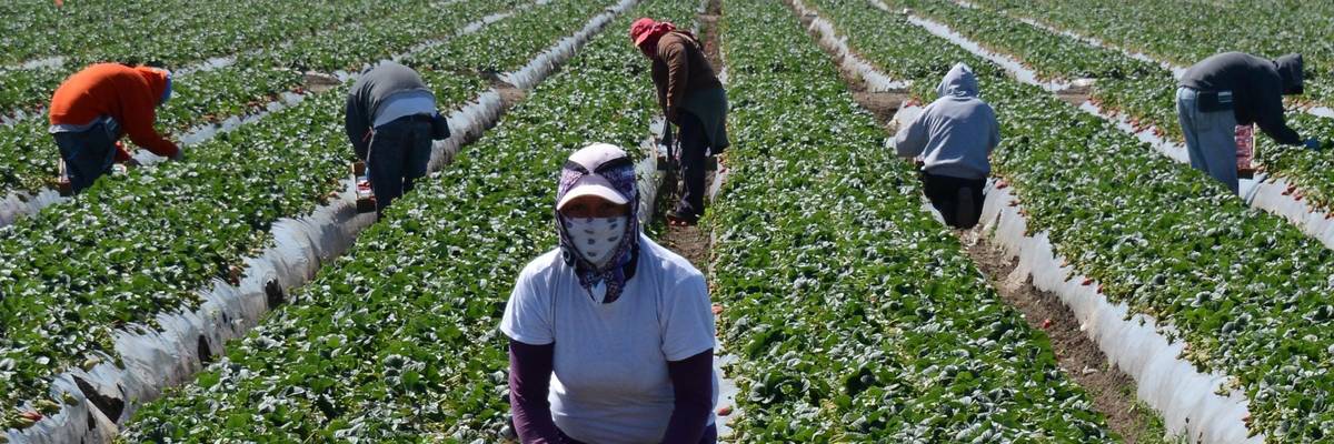 Farm workers harvest strawberries on March 13, 2013 near Oxnard, California. (Photo: Joe Klamar/AFP via Getty Images)