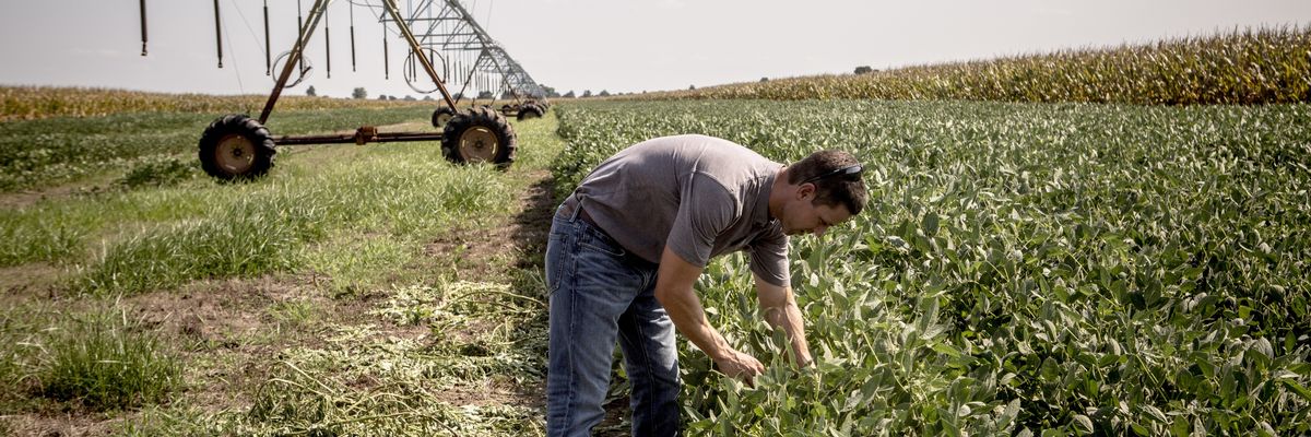 Farmer Brad Rose, who doesn't use dicamba, looks at rows of soybean that show signs of having been affected by the herbicide in Mississippi County, Arkansas on August 9, 2017.